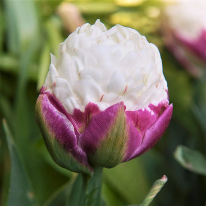 Schöne Eistüte Tulpenzwiebeln