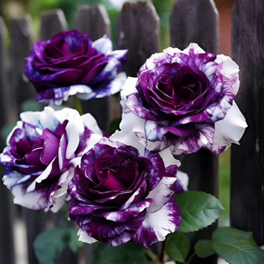 Seltene lila-weiße Zwillingsrosen - Eine Ode an die Eleganz und Reinheit 🌹💜🤍