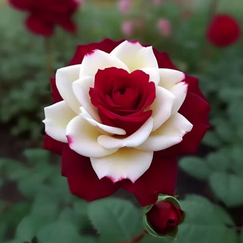 Seltene Zwillingsrosen in Rot und Weiß - Eine Symphonie der Schönheit 🌹❤️🤍