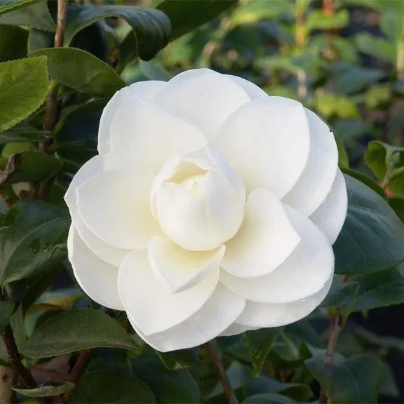 Pack mit 50 Camellia japonica Samen