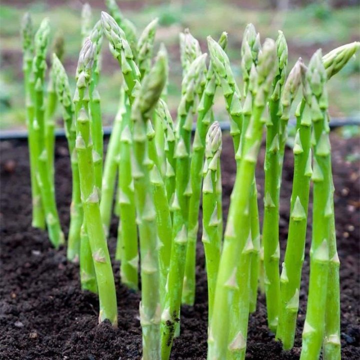 Spargelkrone Millennium - Die königliche Ernte für Ihren Garten! 🌿👑