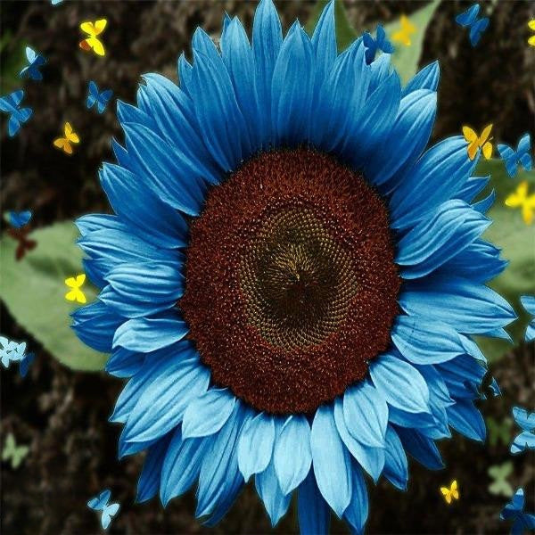 Leuchtend blaue Sonnenblumenkerne