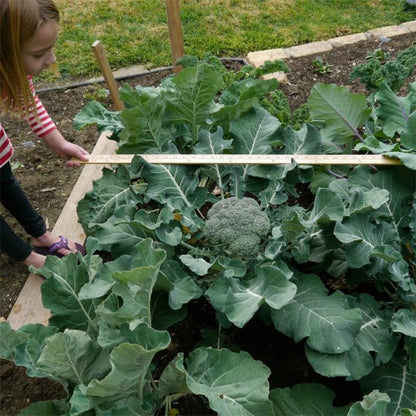 Brokkoli Emerald Crown F1 - Königlicher Geschmack aus Ihrem eigenen Garten! 🥦👑🌱