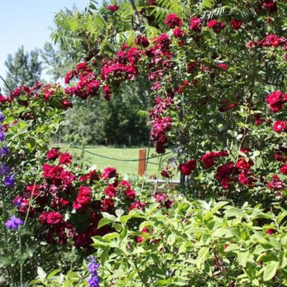 Explosion Kletterrosengartensamen: Eine Explosion der Farben für Ihren Garten! 🌹