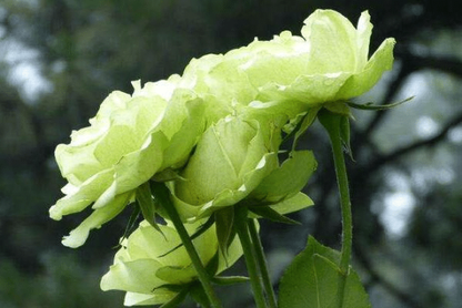 🌿🌹 Grüne Rosen Blumensamen - Bringen Sie mit unseren hochwertigen Samen die erfrischende Schönheit von grünen Rosen in Ihren Garten! 🌹🌿