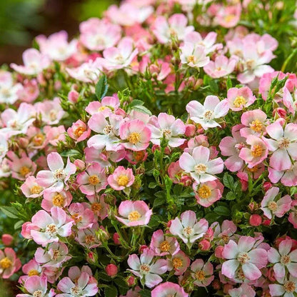 Alpenrose 'Cutie Pie' 100 Samen