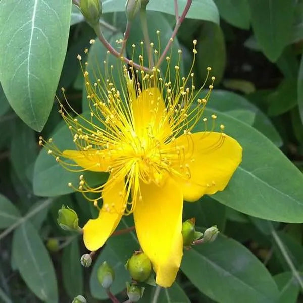 Gelbe Hypericum-Blumensamen