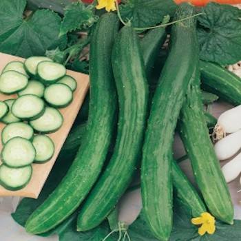 Gurke Burpless 26 F1 Samen - Für eine erfrischende Vielfalt in Ihrem Garten! 🥒🌱