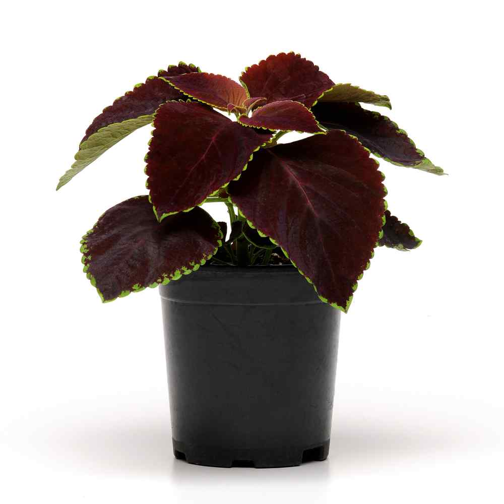 Coleus Chocolate Mint Seed 50 Samen