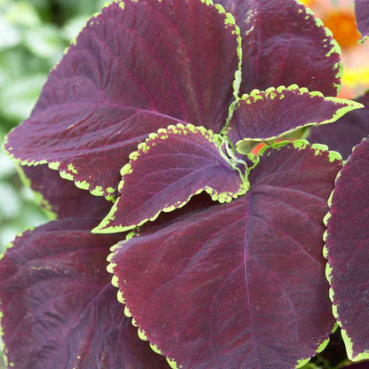 Coleus Chocolate Mint Seed 50 Samen