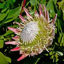 PROTEA CYNAROIDES BLUMENSAMEN