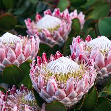 PROTEA CYNAROIDES BLUMENSAMEN