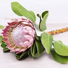 PROTEA CYNAROIDES BLUMENSAMEN