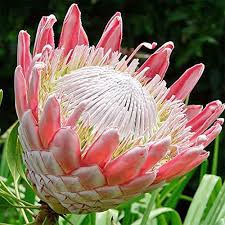 PROTEA CYNAROIDES BLUMENSAMEN