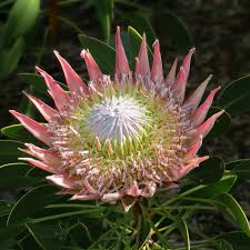 PROTEA CYNAROIDES BLUMENSAMEN