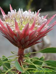 PROTEA CYNAROIDES BLUMENSAMEN