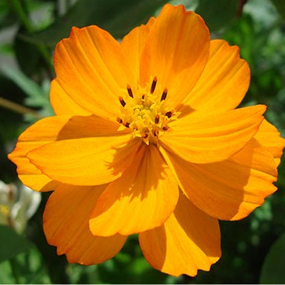 Cosmos Orange - Desi-Blumensamen