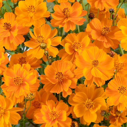 Cosmos Orange - Desi-Blumensamen