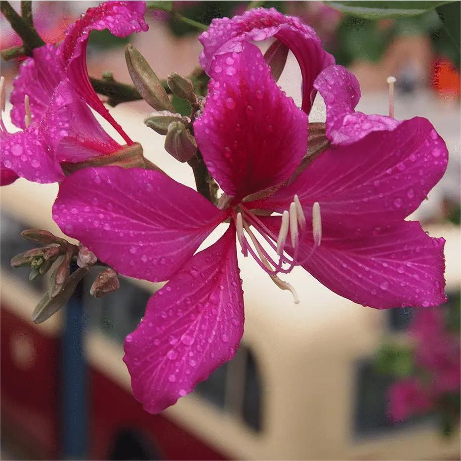 Bauhinia Purpurea, Lila Orchideenbaum – 20 Stück Samen