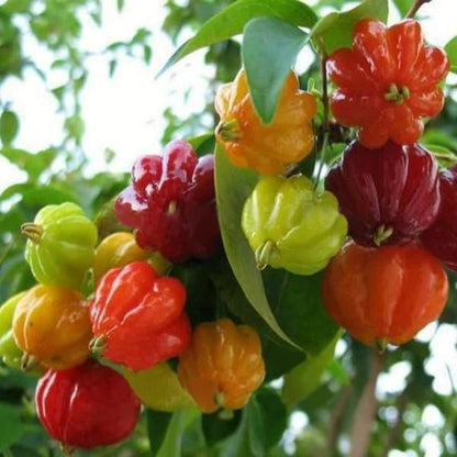 Chinesische Zierpaprika-Samen, bunte Mischung - Ein farbenfrohes Schauspiel für Ihren Garten! 🌶️🌈🌱