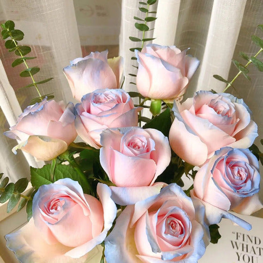 💙🌸 100 Stück/Seltene Beutel Blau Rosa Rose Samen - Duftende Pflanzen und Blumen für Ihren Garten! 🌱🌼