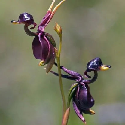 Fliegende Entenorchidee – seltener Blumensamen