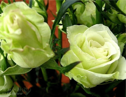 🌿🌹 Grüne Rosen Blumensamen - Bringen Sie mit unseren hochwertigen Samen die erfrischende Schönheit von grünen Rosen in Ihren Garten! 🌹🌿