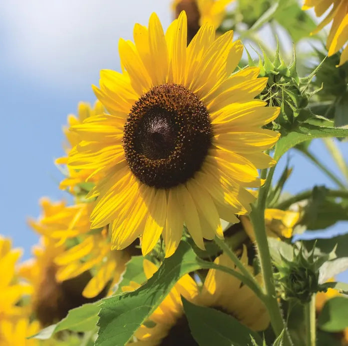 Mehrblütige Sonnenblumensamen