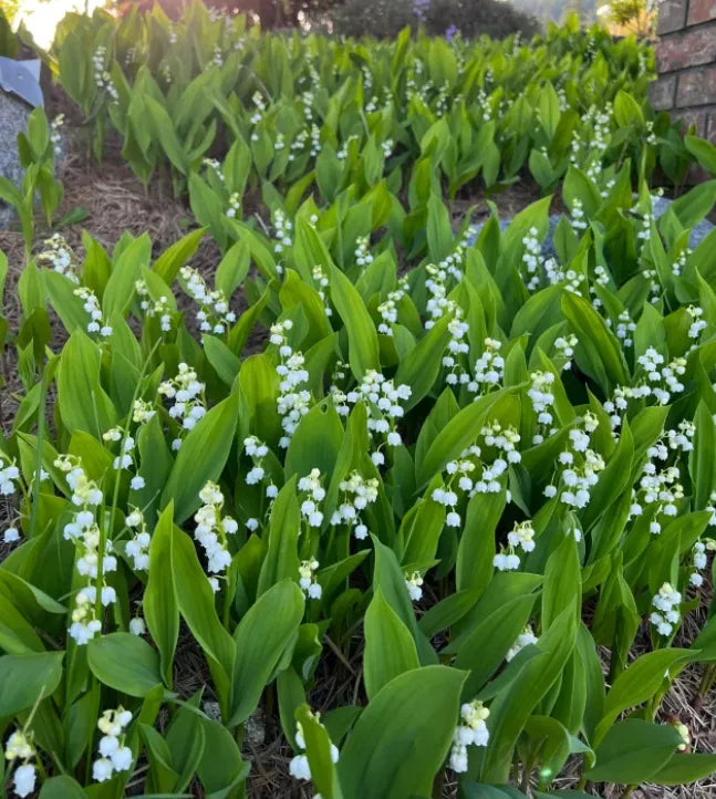 🔥Bestseller MAIGLÖCKCHENSAMEN | DUFTENDE BLUMEN