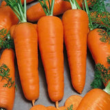 Karotte Royal Chantenay - Die Königin der Karotten! 🥕👑