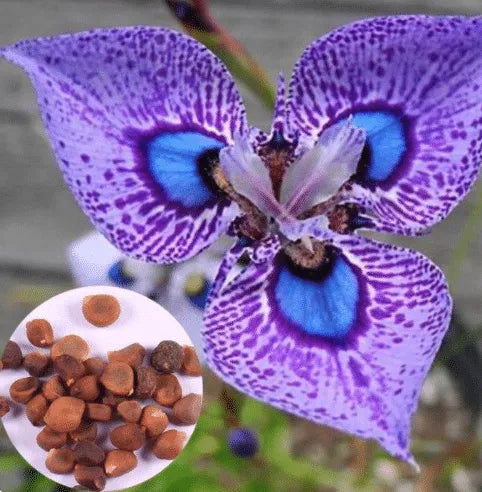 Feriay Seeds-50pcs Phalaenopsis-Orchideensamen Schmetterlings-Orchideenblüten-Samen Blumen