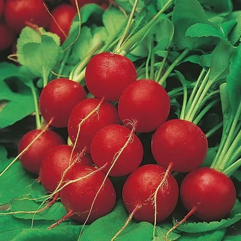 Rettich Cherry Belle - Knackige Frische aus Ihrem Gemüsegarten! 🥕🍒🌱