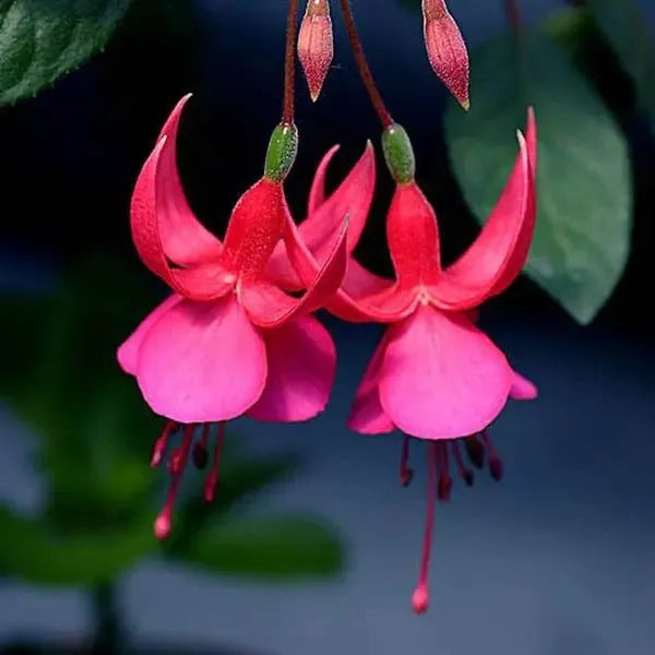 Fuchsia Hybrida Voss Seeds Die Feenblume