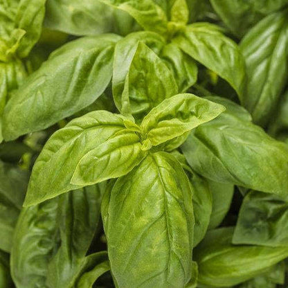 Pesto Besto Sweet Italian Basil - Der König des Pesto! 🌿🍝