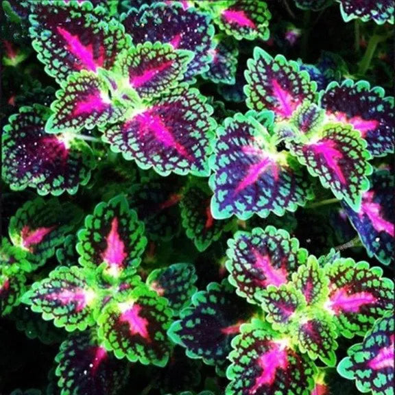 50 teile/beutel Coleus Bonsai Blume Blatt Pflanzen Regenbogen Drachen Samen Garten