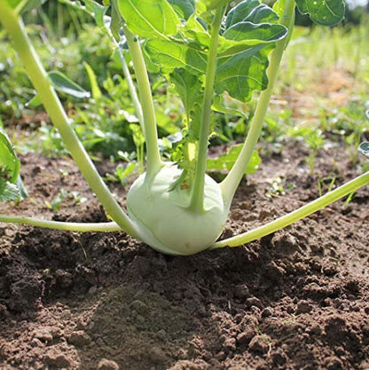 Kohlrabi Korist Samen - Ein Knackiger und Geschmacksintensiver Kohlrabi für Ihren Garten! 🌱🥦