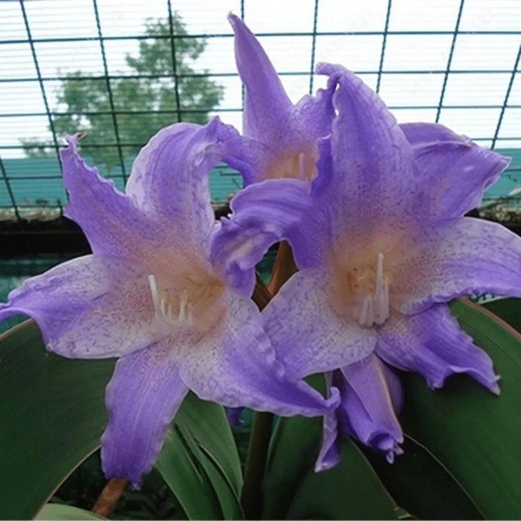 50 Partikel Hippeastrum rutilum Samen Bonsai Hausgarten Balkonpflanzen