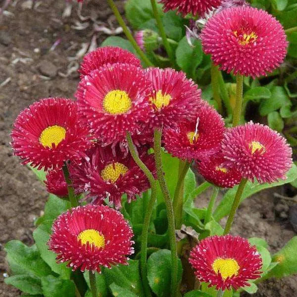 200 STK. BELLIS PERENSIS, ROT - BLUMENSAMEN