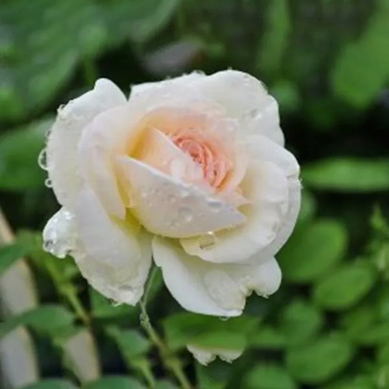 Schneeweiße Kletterrose Samen: Eine blühende Schönheit für Ihr Zuhause! 🌹