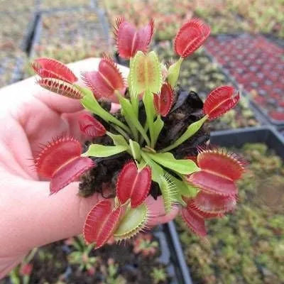 VENUSFLIEGENFALLENSAMEN, PFLANZSAMEN, INSEKTENFRESSANLAGE, 100 SAMEN