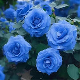 Blaue Zauberrose - Seltenheit 🌹💙