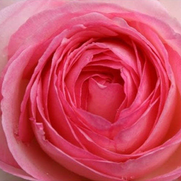 🌱PINK LADY ROSE KLIMMENDE SAMEN