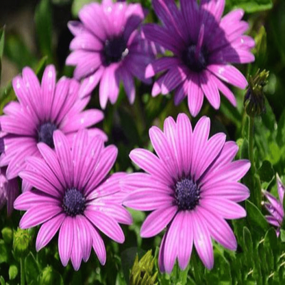 🌱GÄNSEBLÜMCHENBLUMENSAMEN, TOPFGARTENPFLANZE