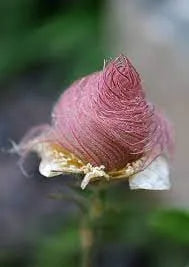 DREI BLUMENMALVE, PRAIRIE SMOKE - 50 SAMEN