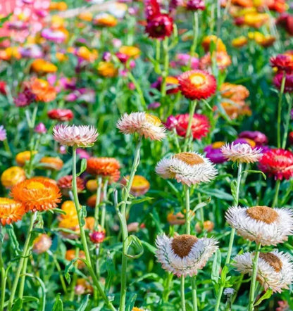 Gemischte Helichrysum-Samen - Dürretolerante einjährige Pflanze