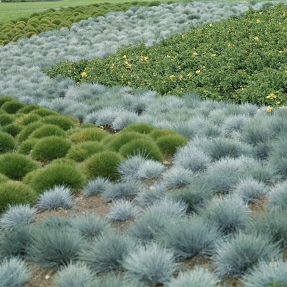 Blauschwingel-Samen