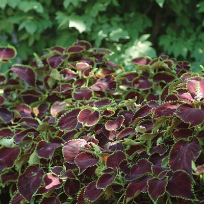 Coleus Chocolate Mint Seed 50 Samen