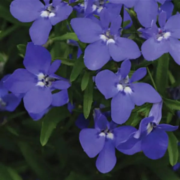 50 Stück Lobelia Blumensamen