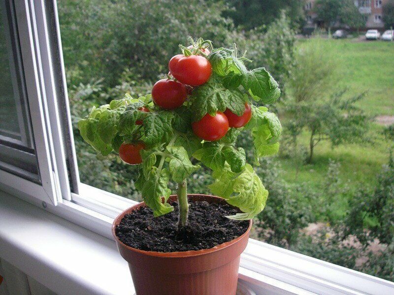 Tomatensamen - Bonsai für Balkon und Innenbereich - Selbstbestäubend - Bio - Nicht-GVO 🍅🌿🏡