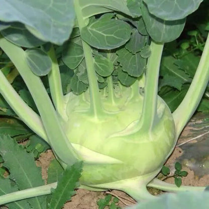 Kohlrabi-Samen - Frische Vielfalt für Ihren Gemüsegarten! 💫🌿